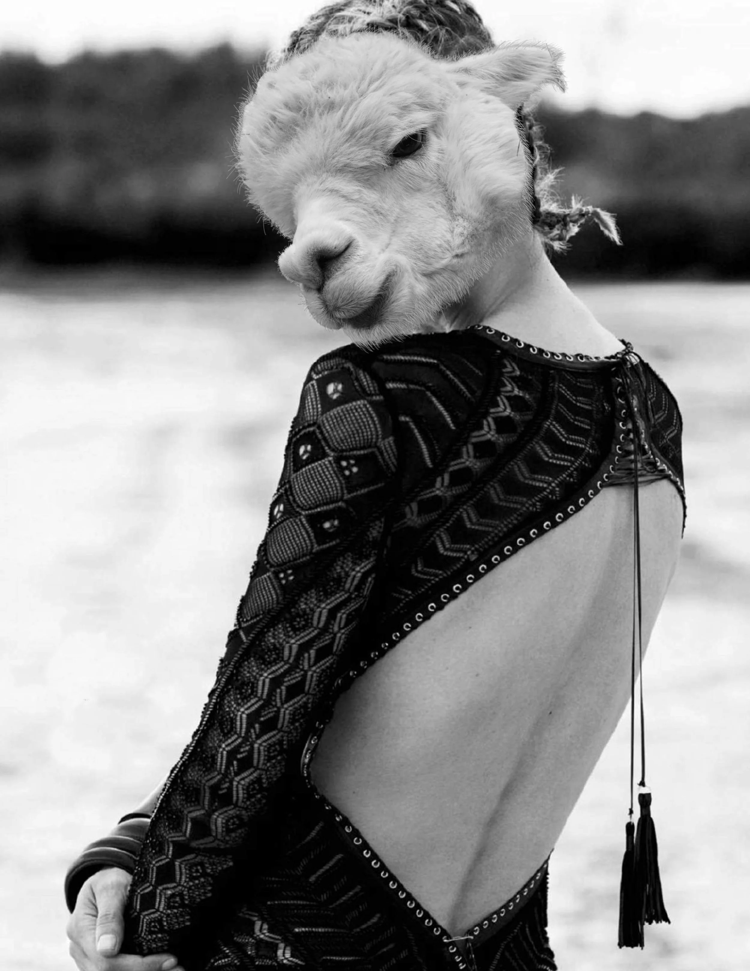beachalpaca.jpg