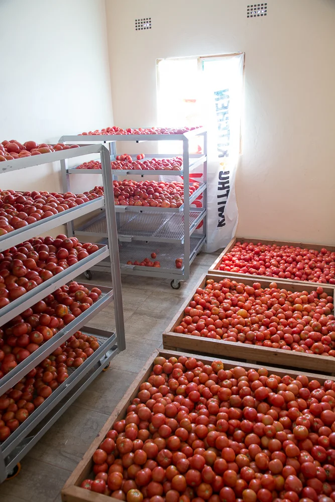 Once these tomatoes are optimally ripe, they will be canned, and sold to restaurants as pure, and in the grocery store ShopRite as whole tomatoes. 