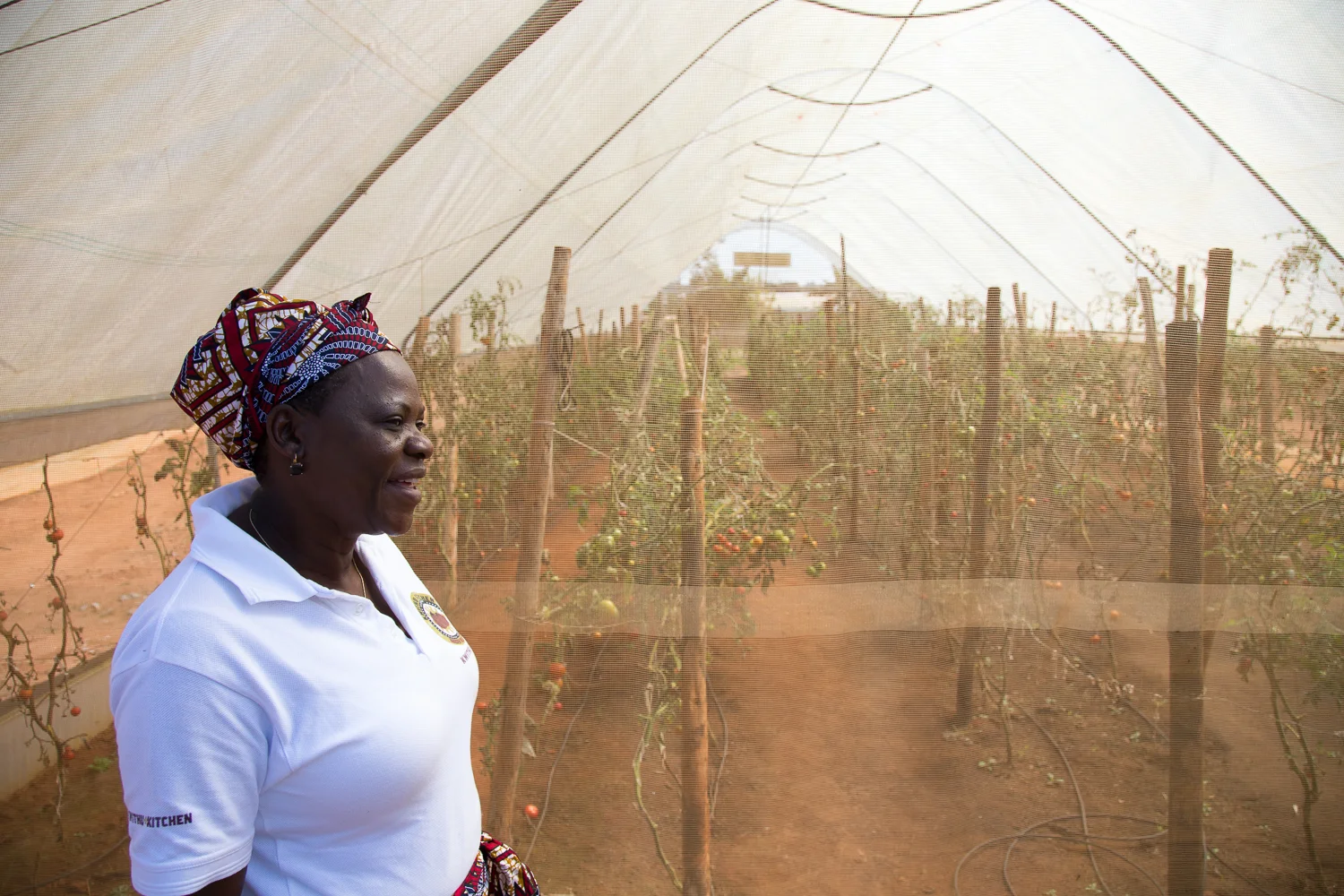 Anna, giving us a tour of the first of the Kwithu Kitchens tomato greenhouses.