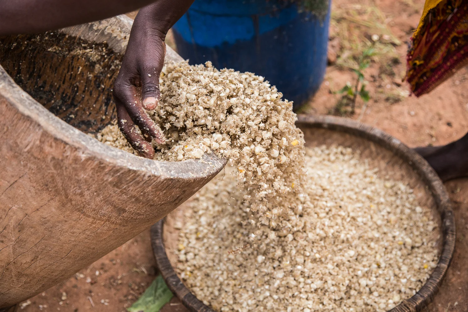 Maize is crushed, sifted, and crushed again until it resembles a fine powder (see next photo).