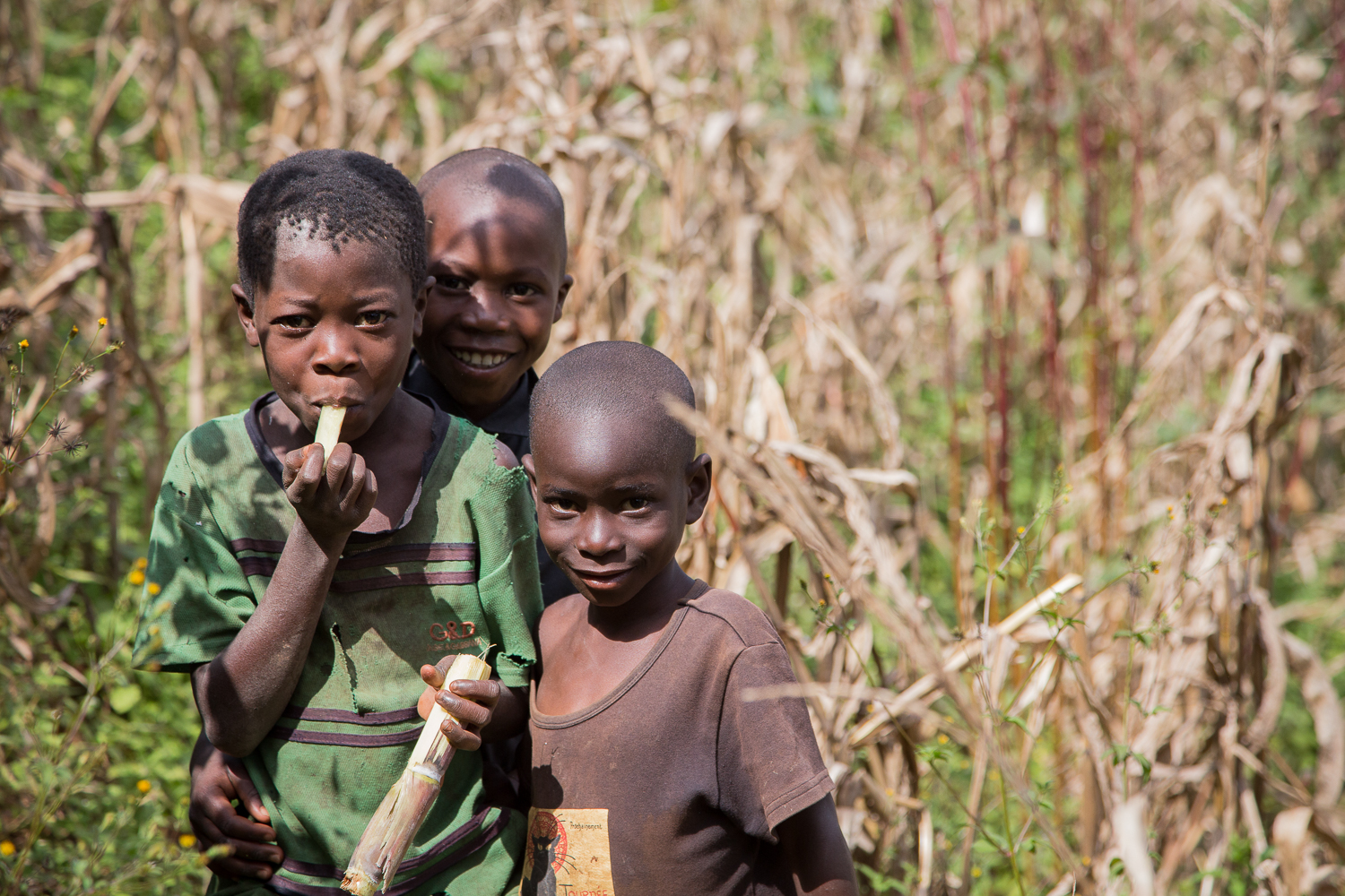  Amused children chewing on sugar cane. 