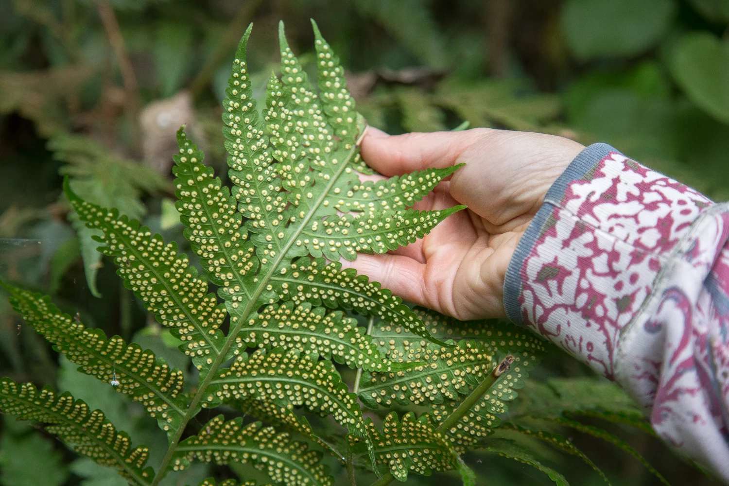 The bottom of this fern frond are is covered with sporangia, which contain the spores for reproduction (Kirsten, please correct my botany knowledge if I am wrong).