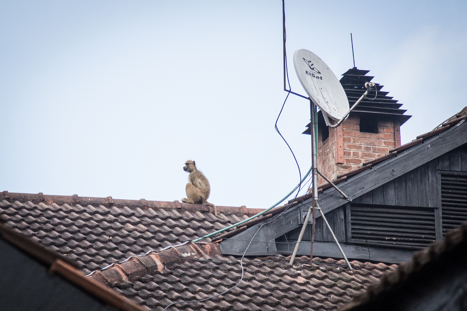  A baboon sits on top of a hotel at the start of our plateau hike.&nbsp; 