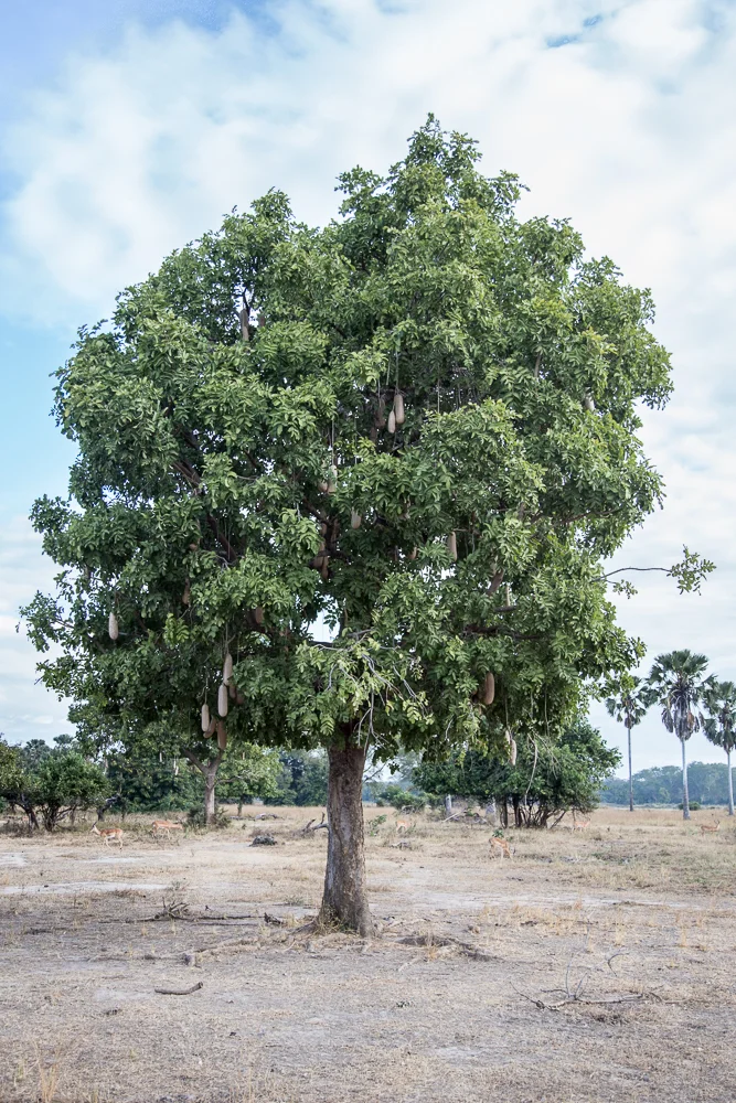 A sausage tree.