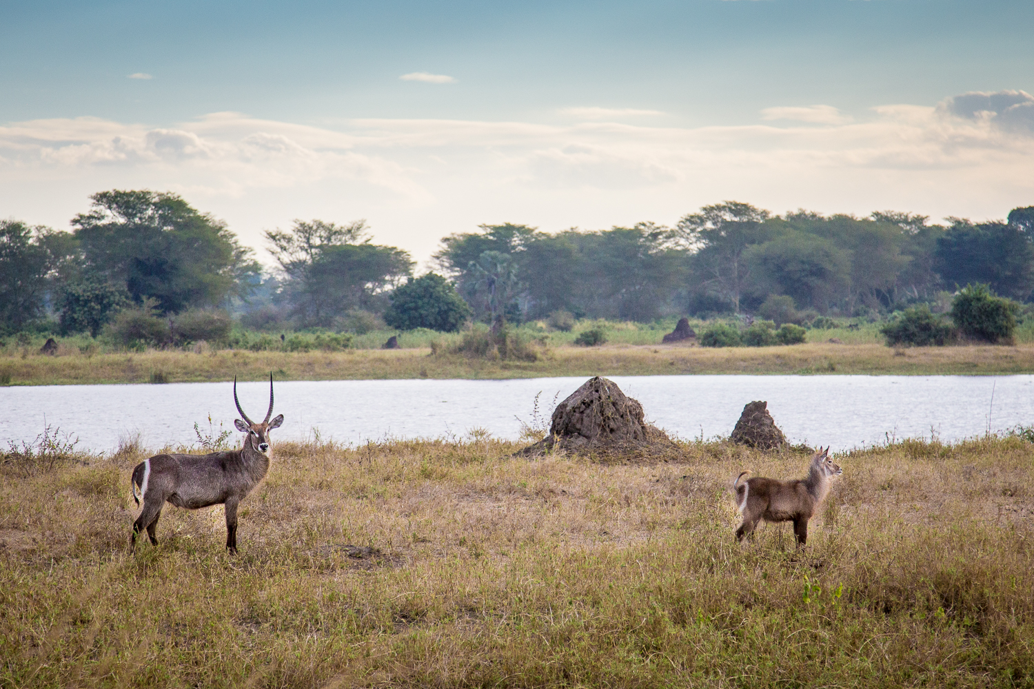  Waterbuck 