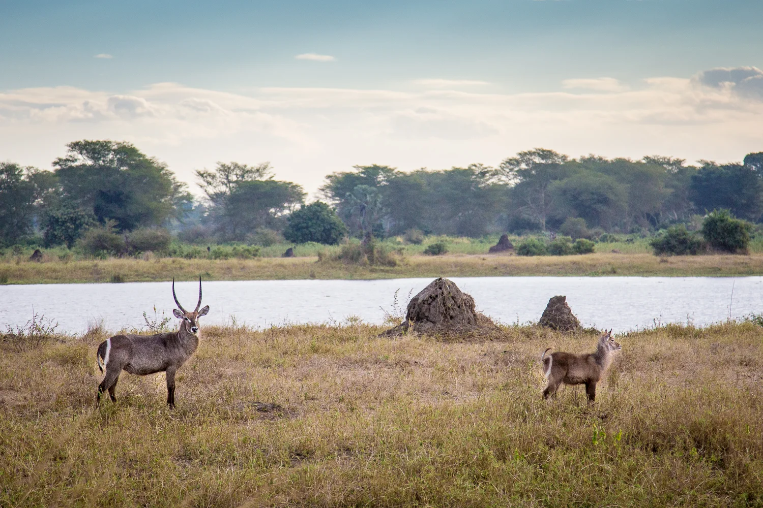 Waterbuck