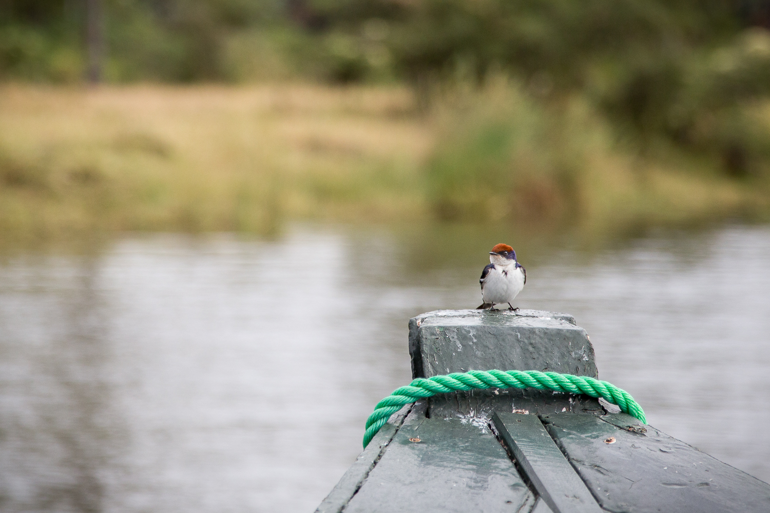  Not sure what kind of bird this is. Let's call it a Red Capped Boatrider 
