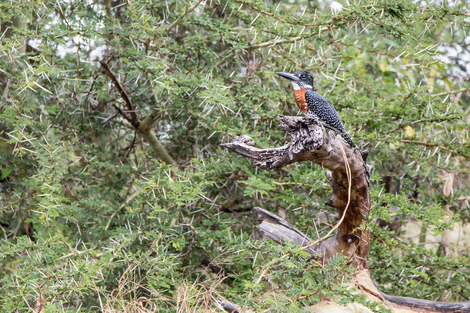 Giant Kingfisher