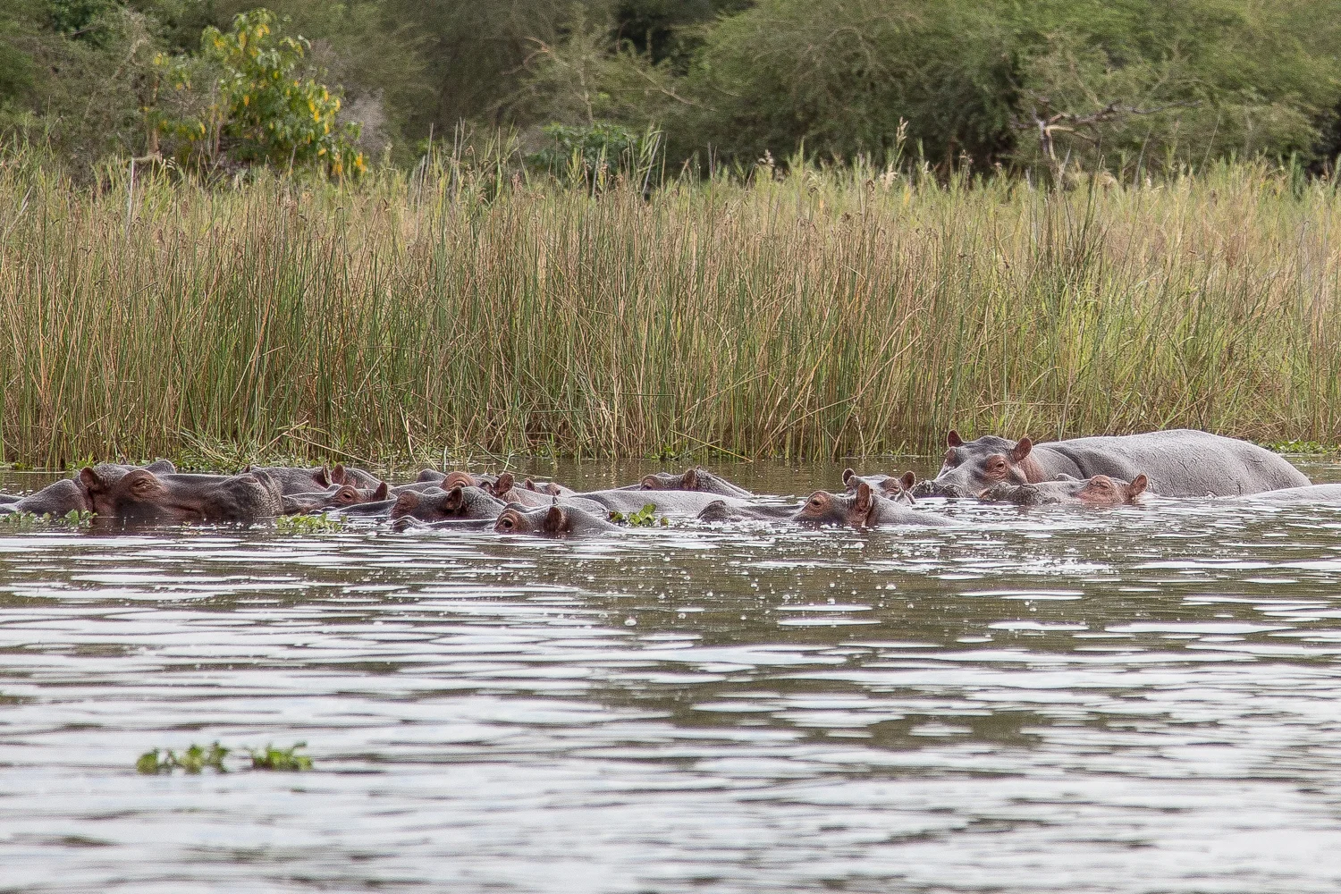 Hippos sound like giants laughing in slow motion after hearing a very bad "dad joke."