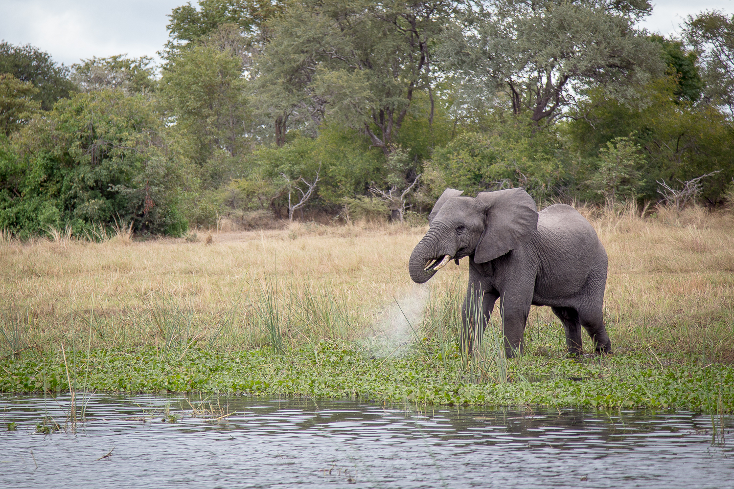  Liwonde National Park is the home of over 700 elephants. While we were there, they were catching and transporting over 150 of them to repopulate the Nkhotakota National Park. If not relocated, they would start migrating out of the park, and likely k