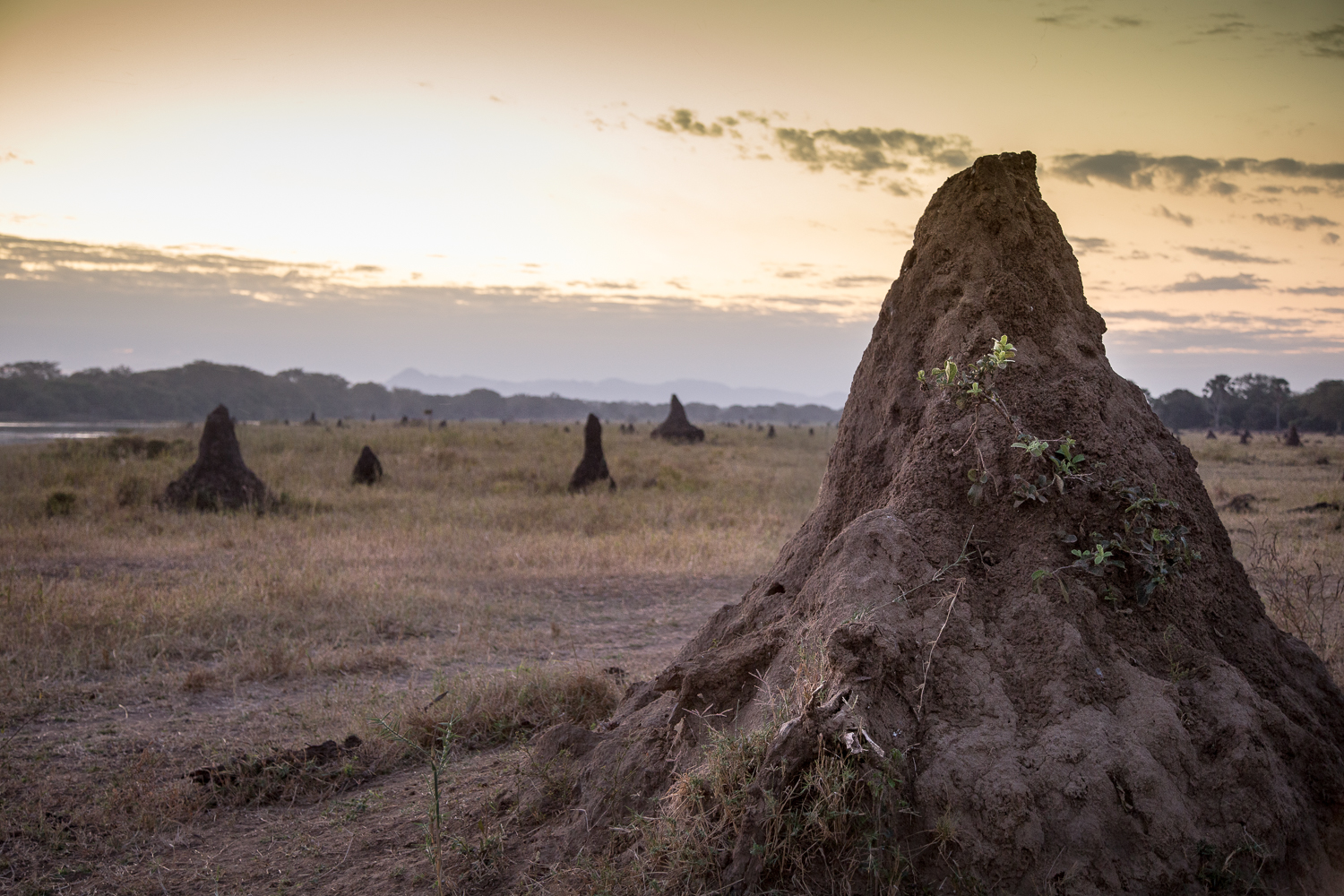  Termite mounds at sunset. 