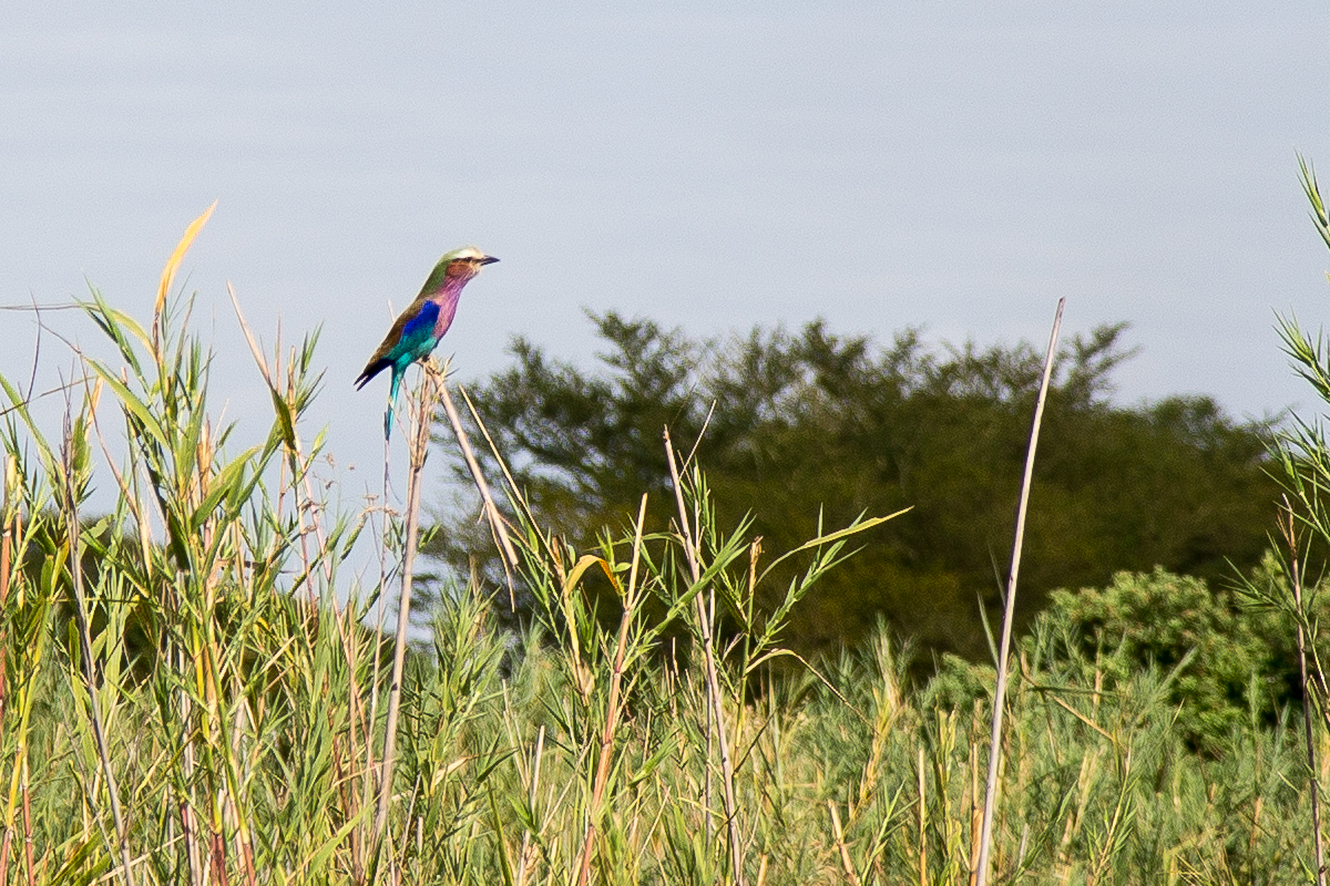  Lilac-breasted Roller 