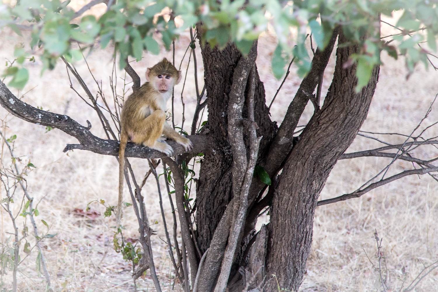  Baby baboons are the cutest baboons.&nbsp; 