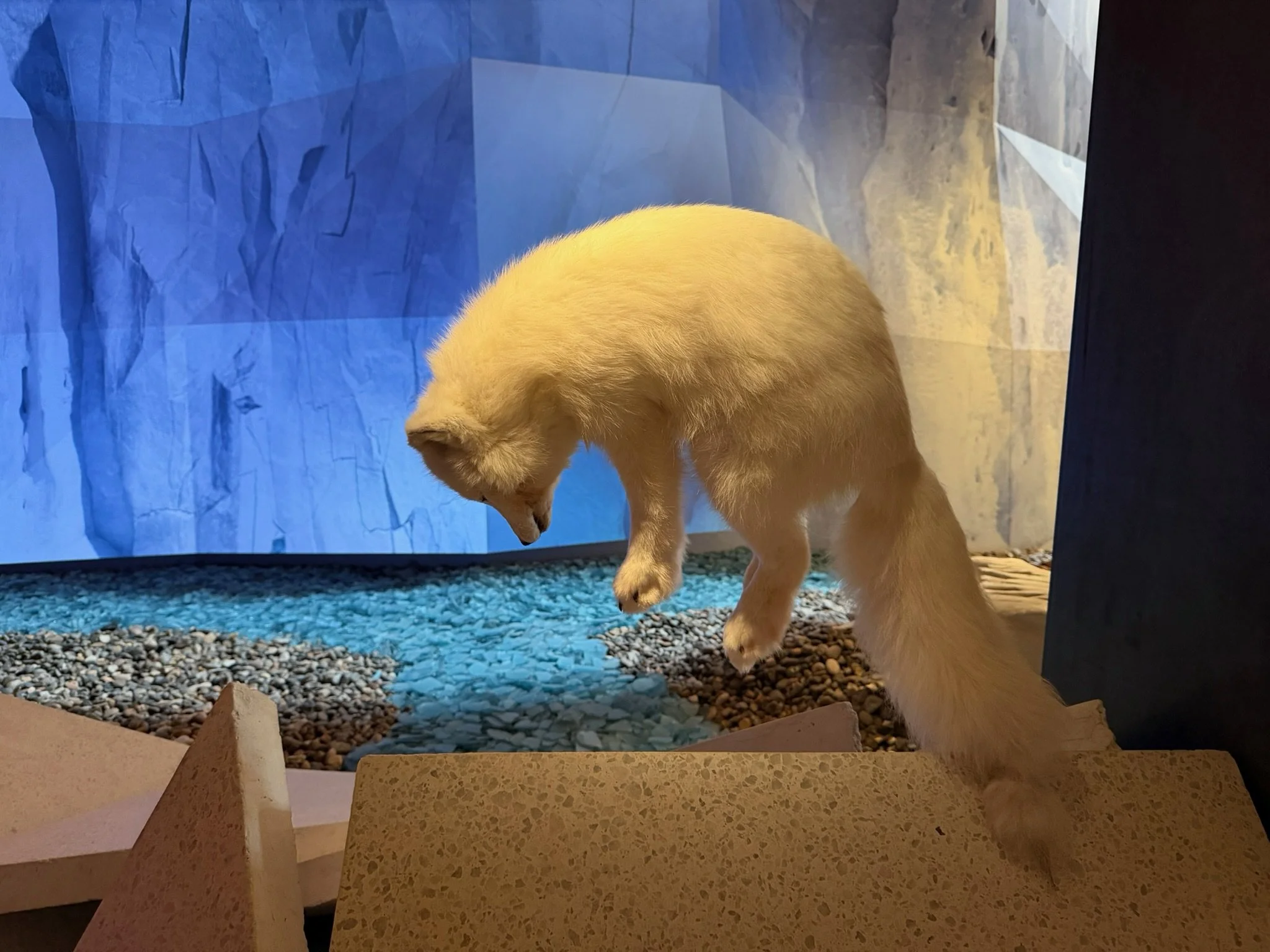 IMG_0811.jpeg