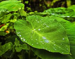 Leaf