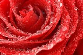 Attachment and Suffering