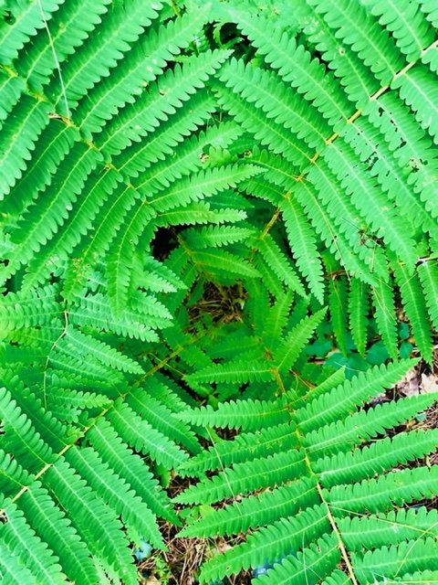 To Hear with Eyes Belongs to Love's Fine Wit        -- Wm Shakespeare