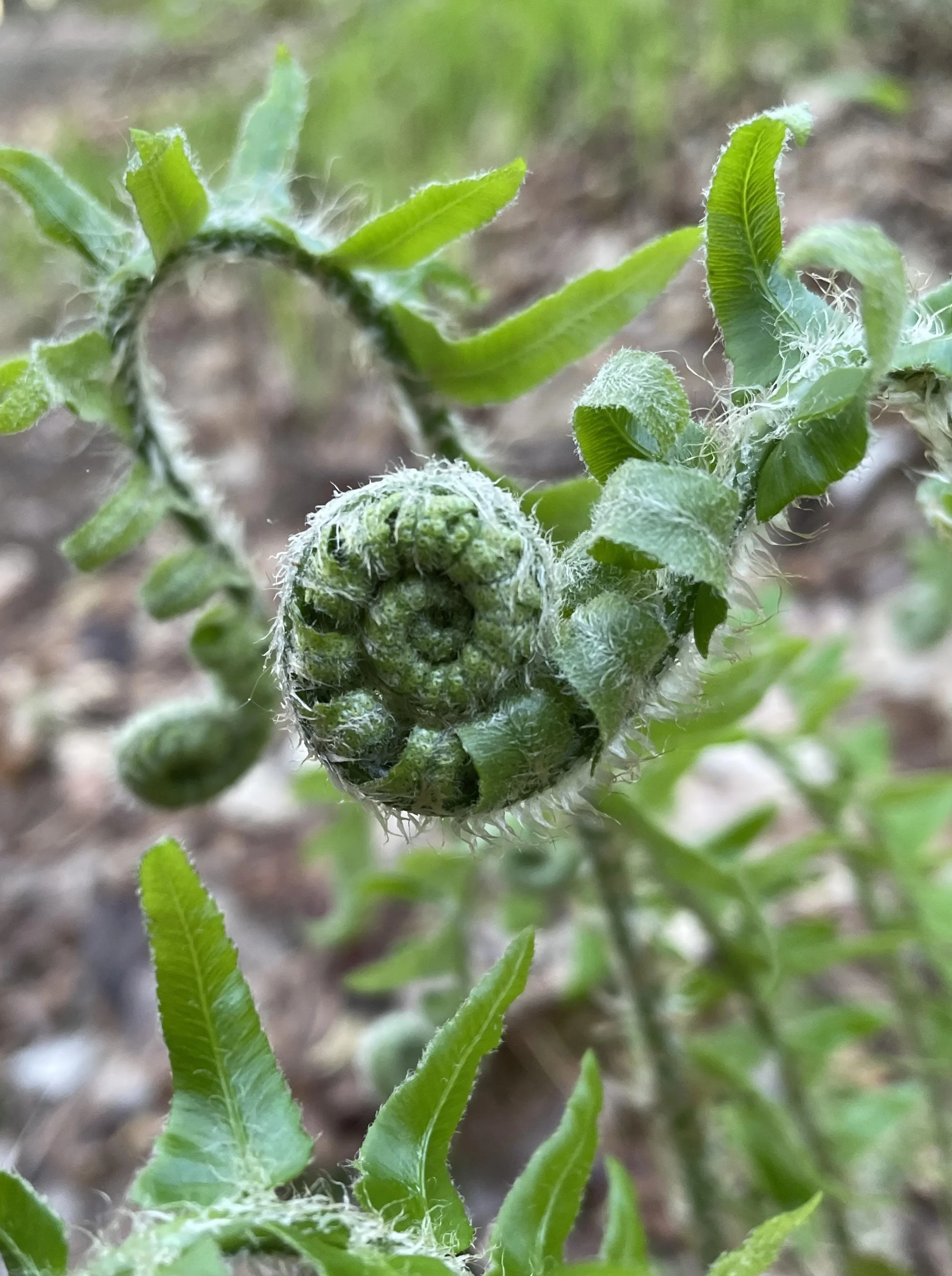 The Tao Never Does Anything