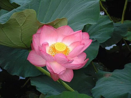 Probably Not a Rose