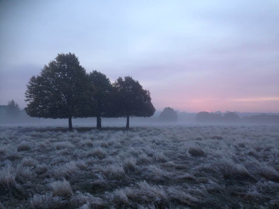 Best of RP 3 trees at dawn.jpeg