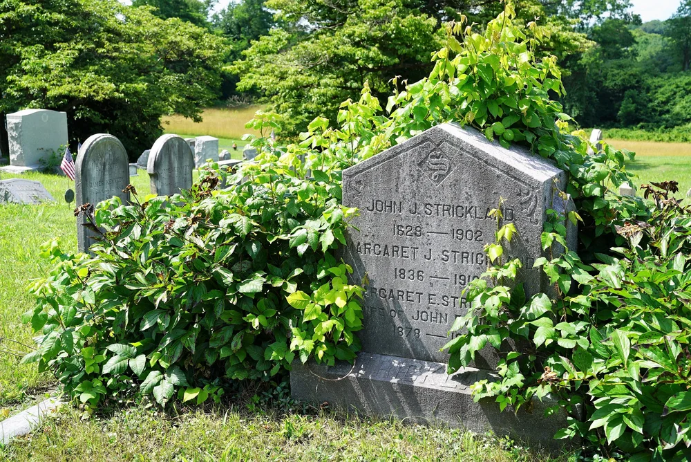 PUREWA CEMETERY (Auckland): Ce qu'il faut savoir pour votre visite