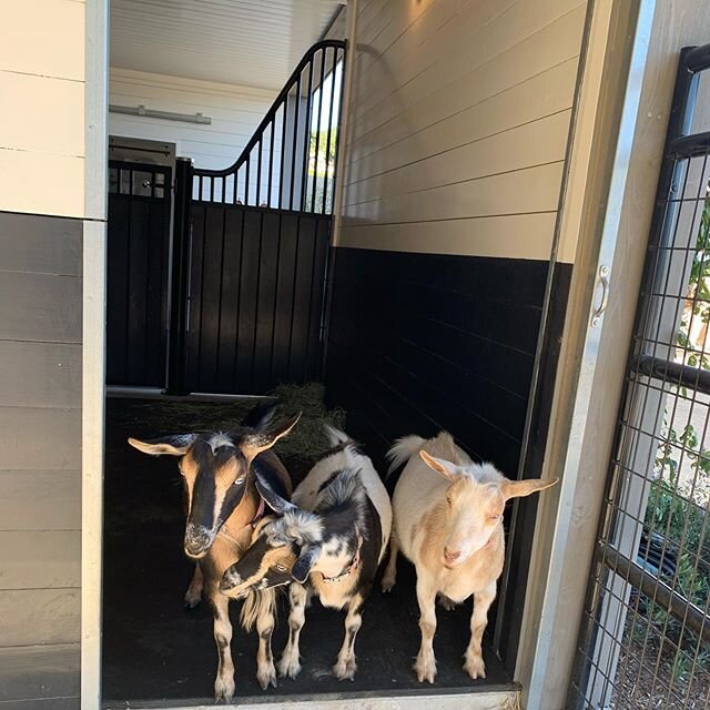 We&rsquo;re the three best friends that anyone could have....and we will never ever ever ever leave each other.  #thehangover #goats #pygmygoats #goatsofinstagram #farm #ranch 🐐