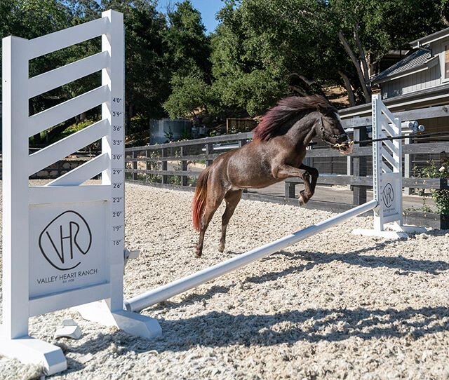 Hump day.  Jump day.  Powered by @reginastreatery #regina #minipony #purplehair @valleyheartminis photo: @mr_bruce 💜🐴