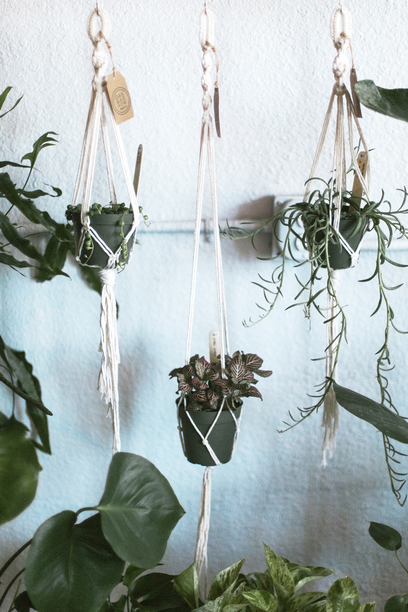 Your Favorite Macrame Plant Hangers – Lone Fox