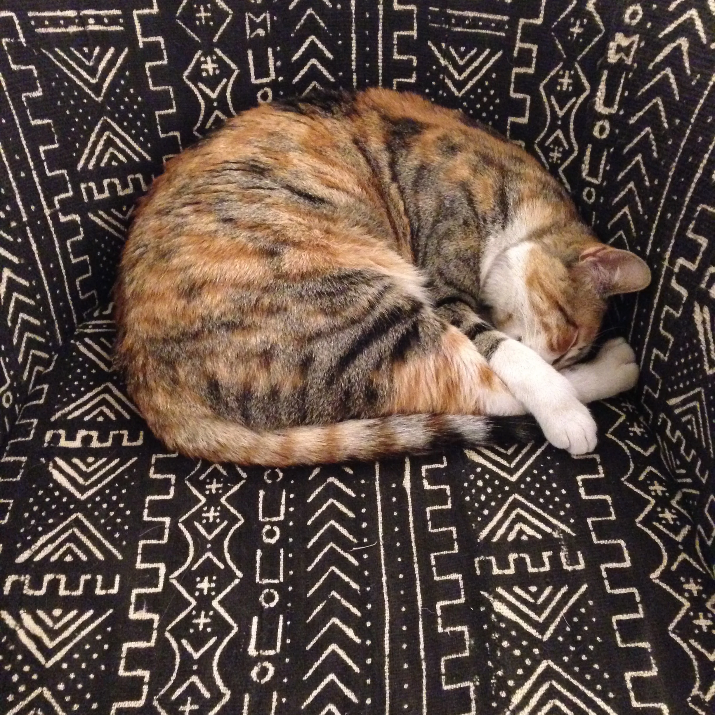 Cats of Marrakesh