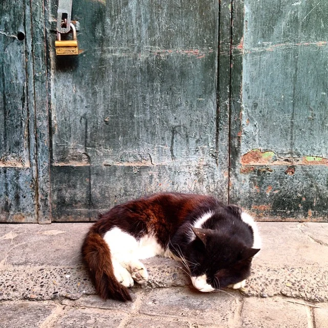 Cats of Marrakesh