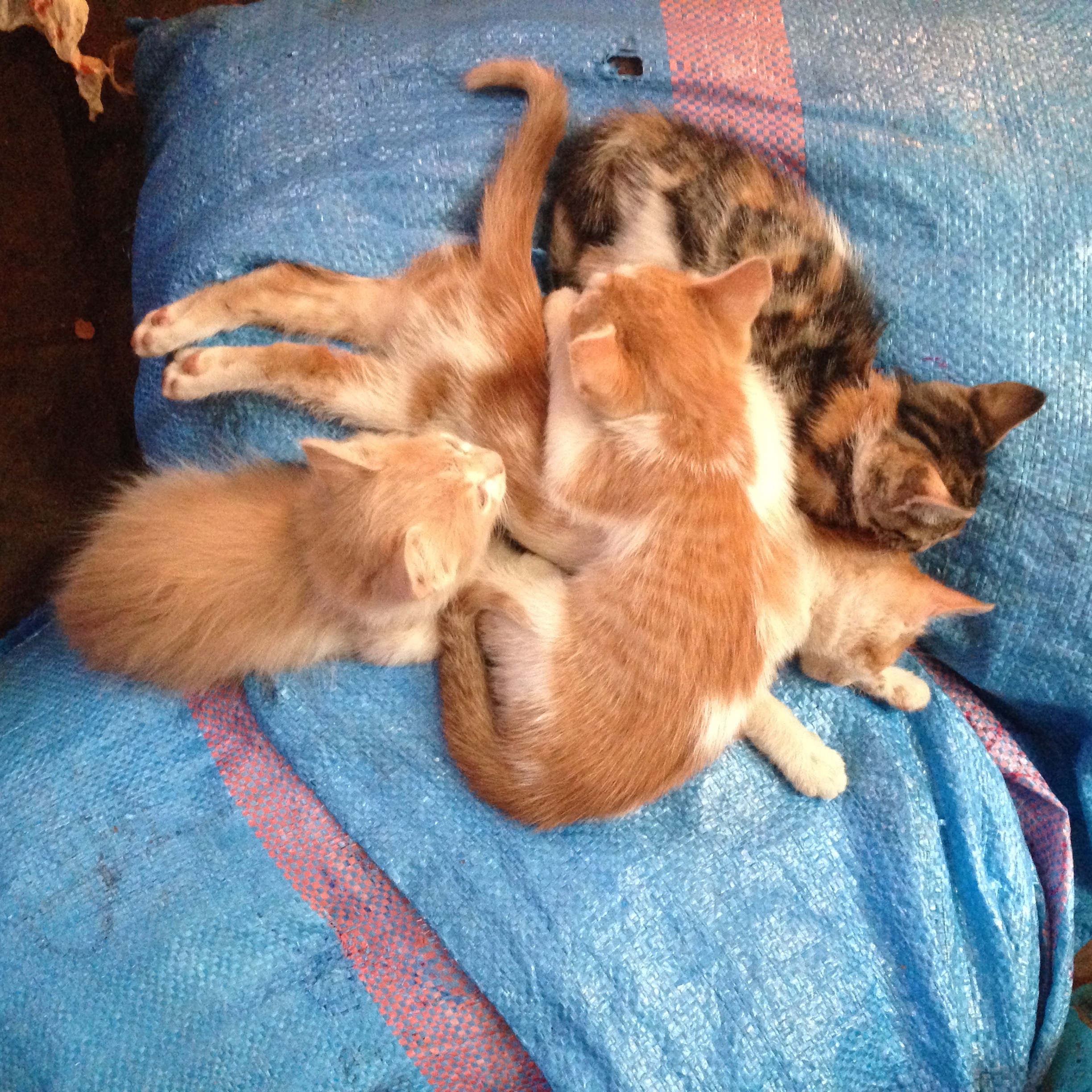 Cats of Marrakesh