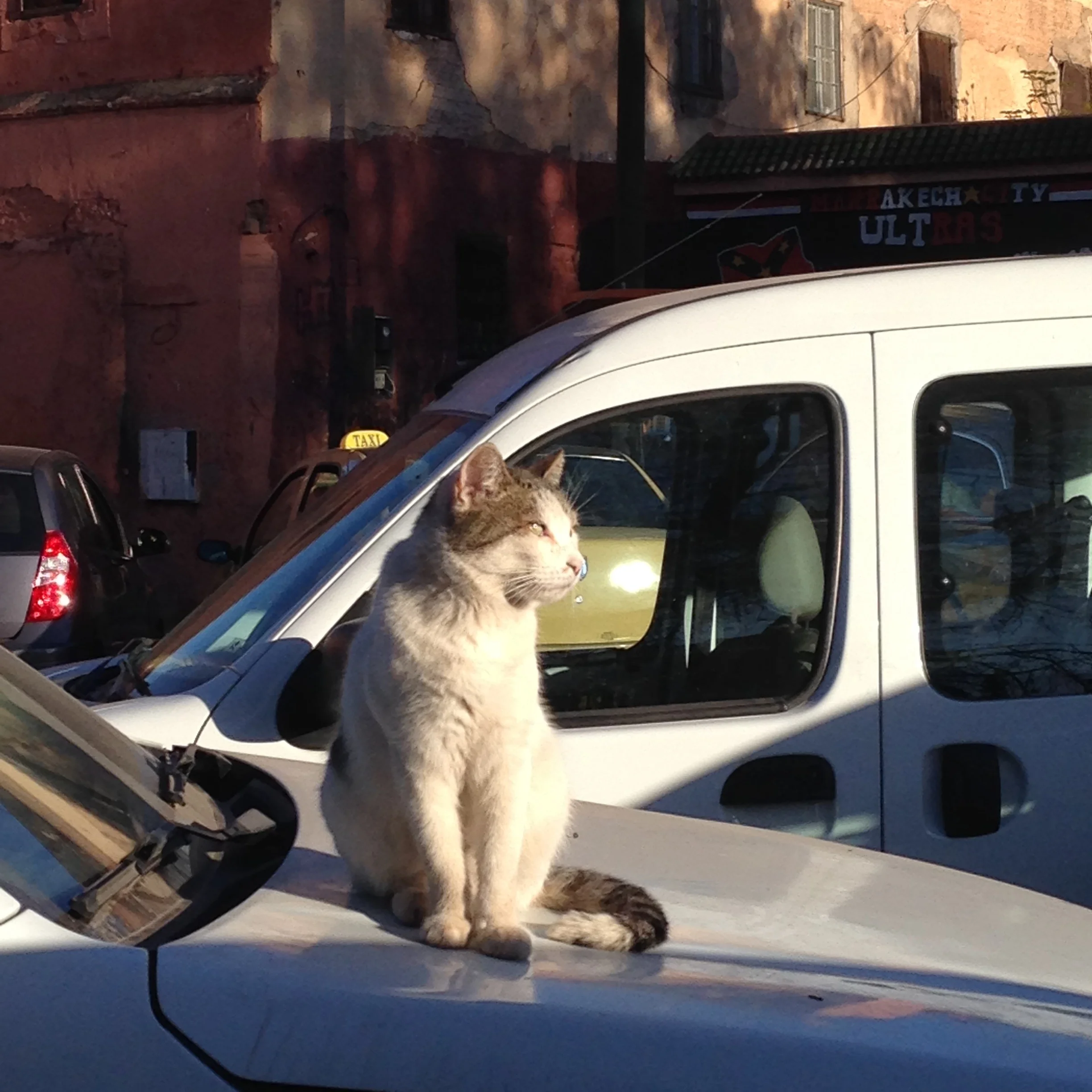 Cats of Marrakesh