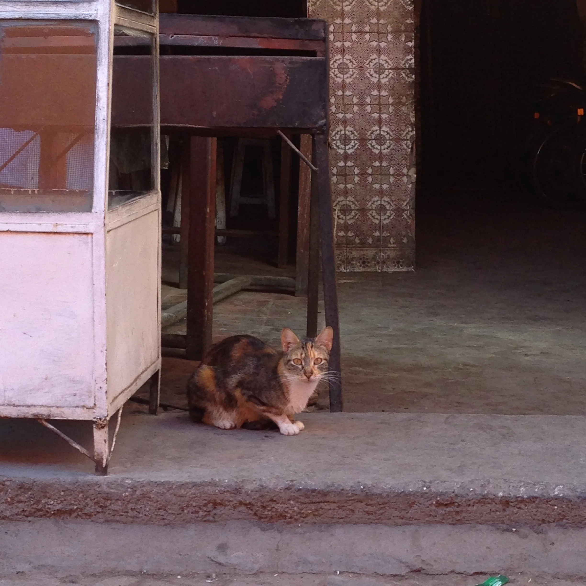 Cats of Marrakesh