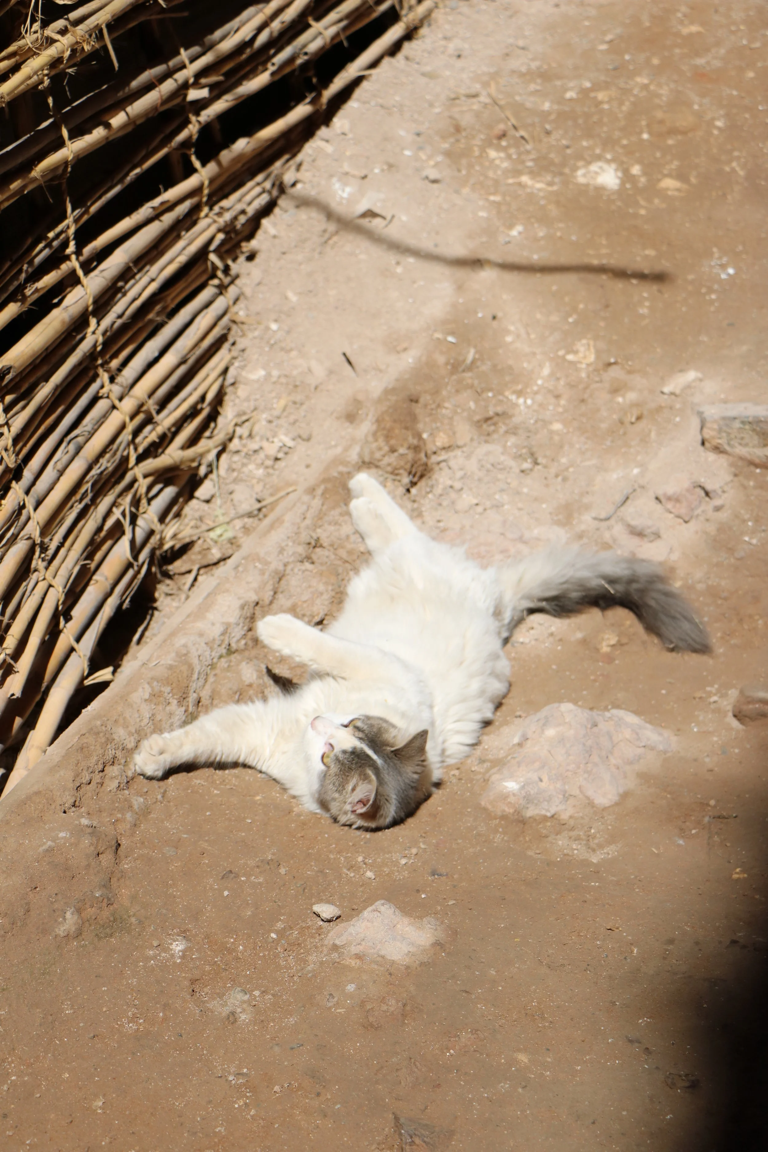 Cats of Marrakesh