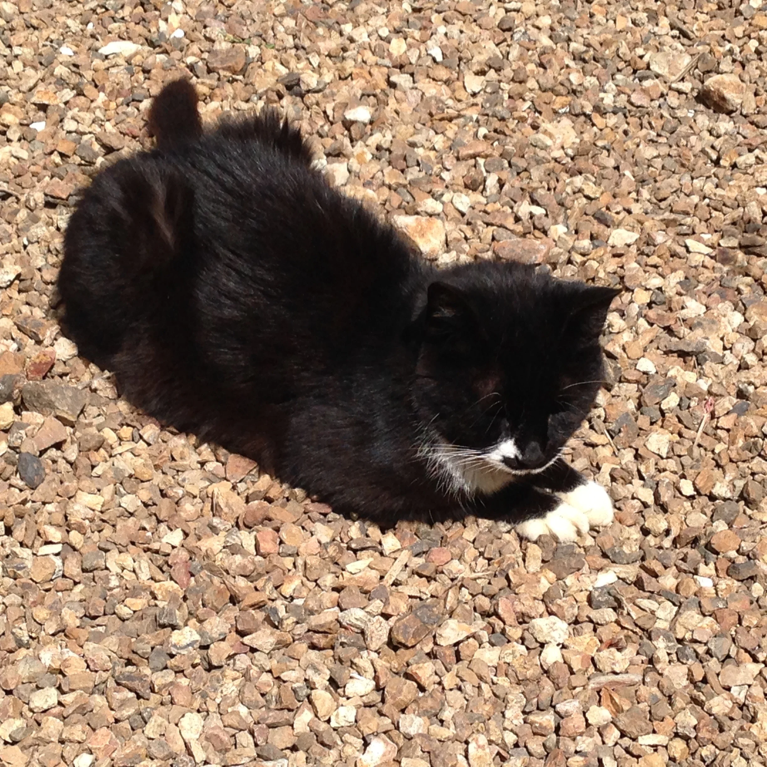 Cats of Marrakesh