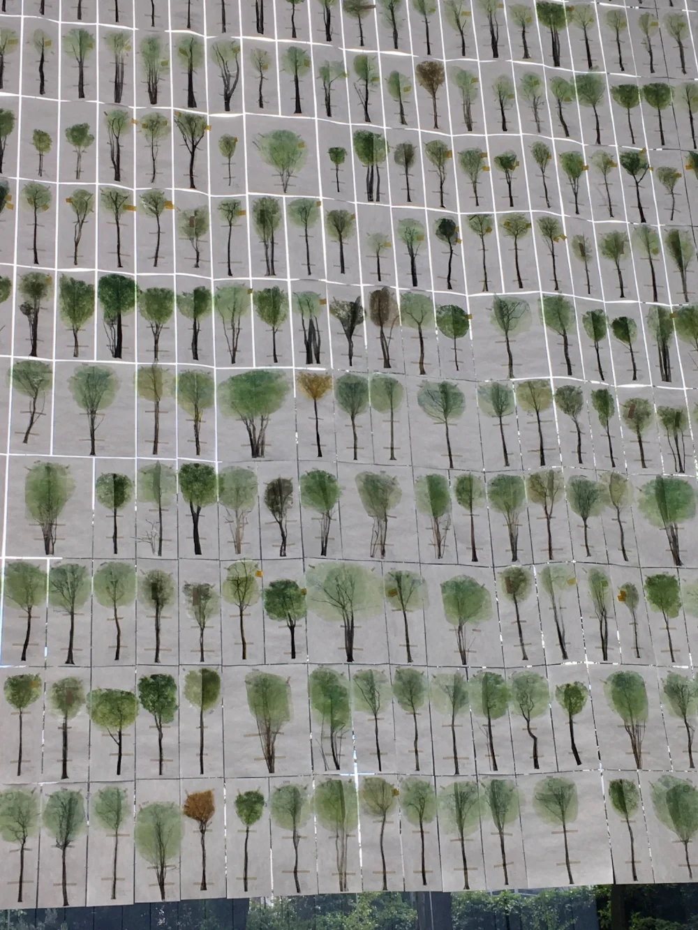 junya ishigami spring finn and co fondation cartier botanical farm