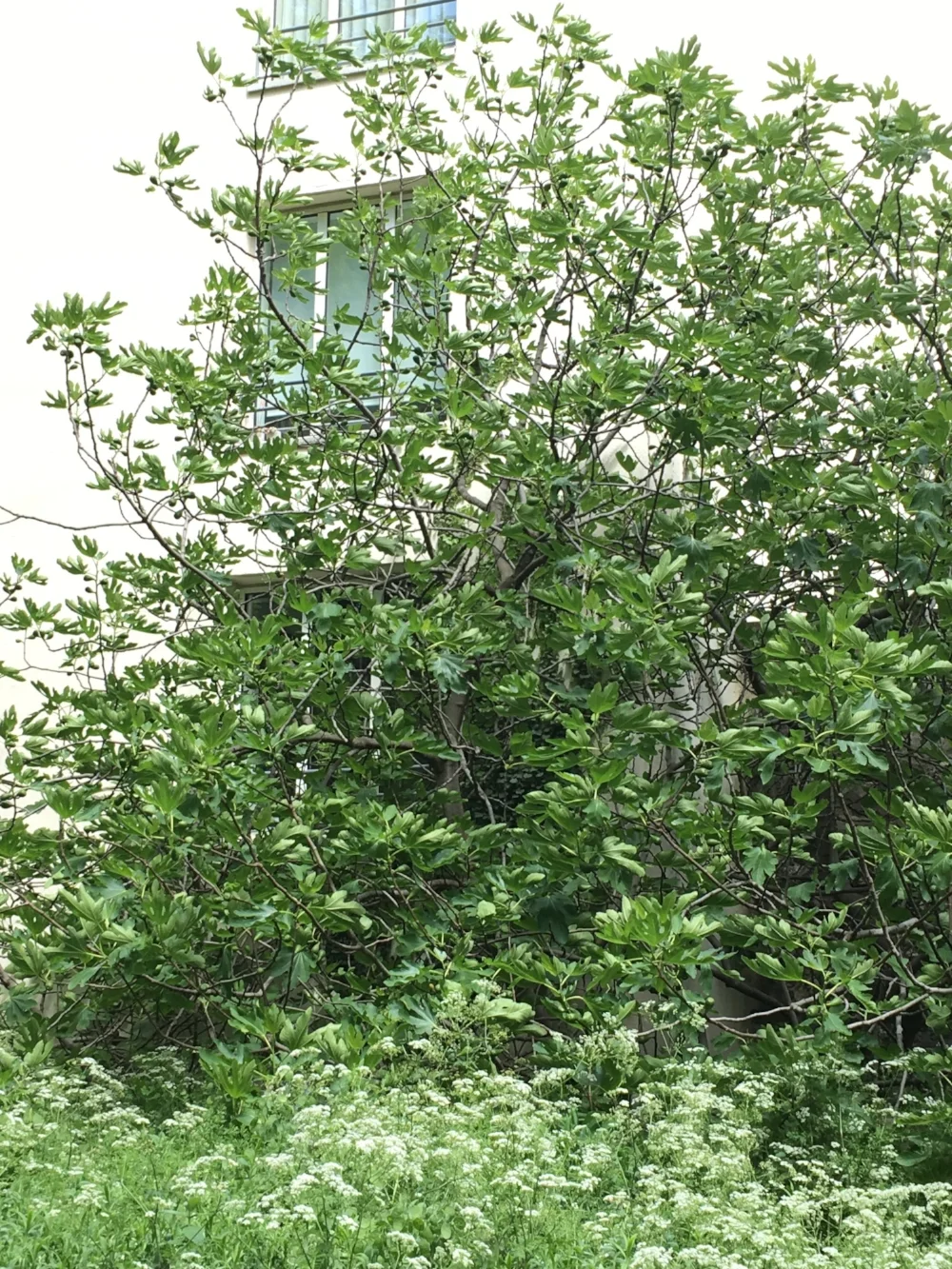 fondation cartier paris talin spring spring finn and co peaceful place in paris fig tree in paris