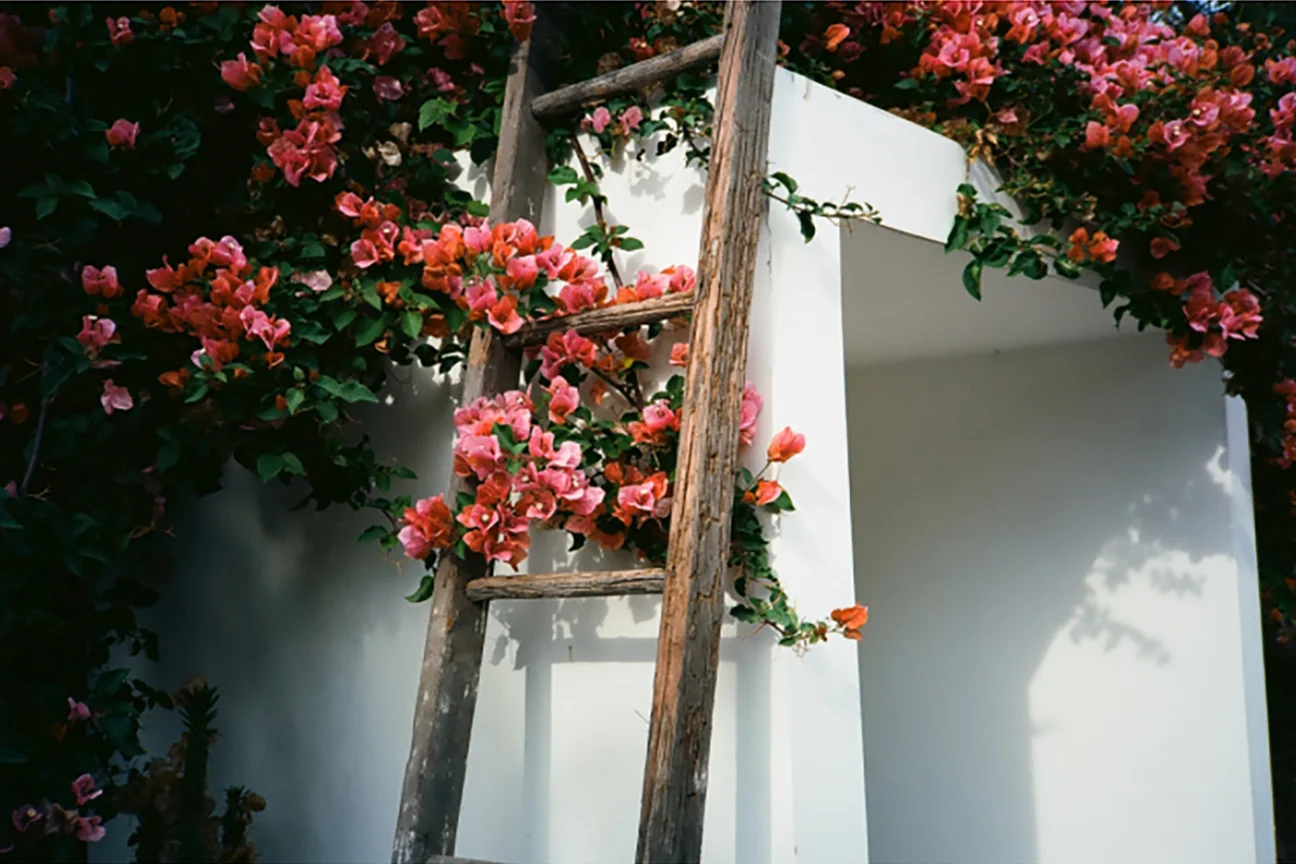 Ladder_Flower_AGay_Yard.jpg