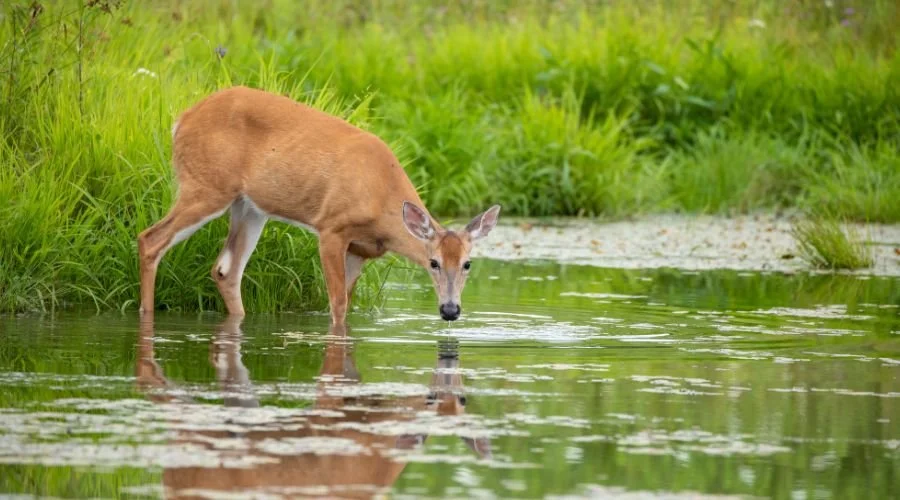 Five amazing remedies for a very thirsty soul