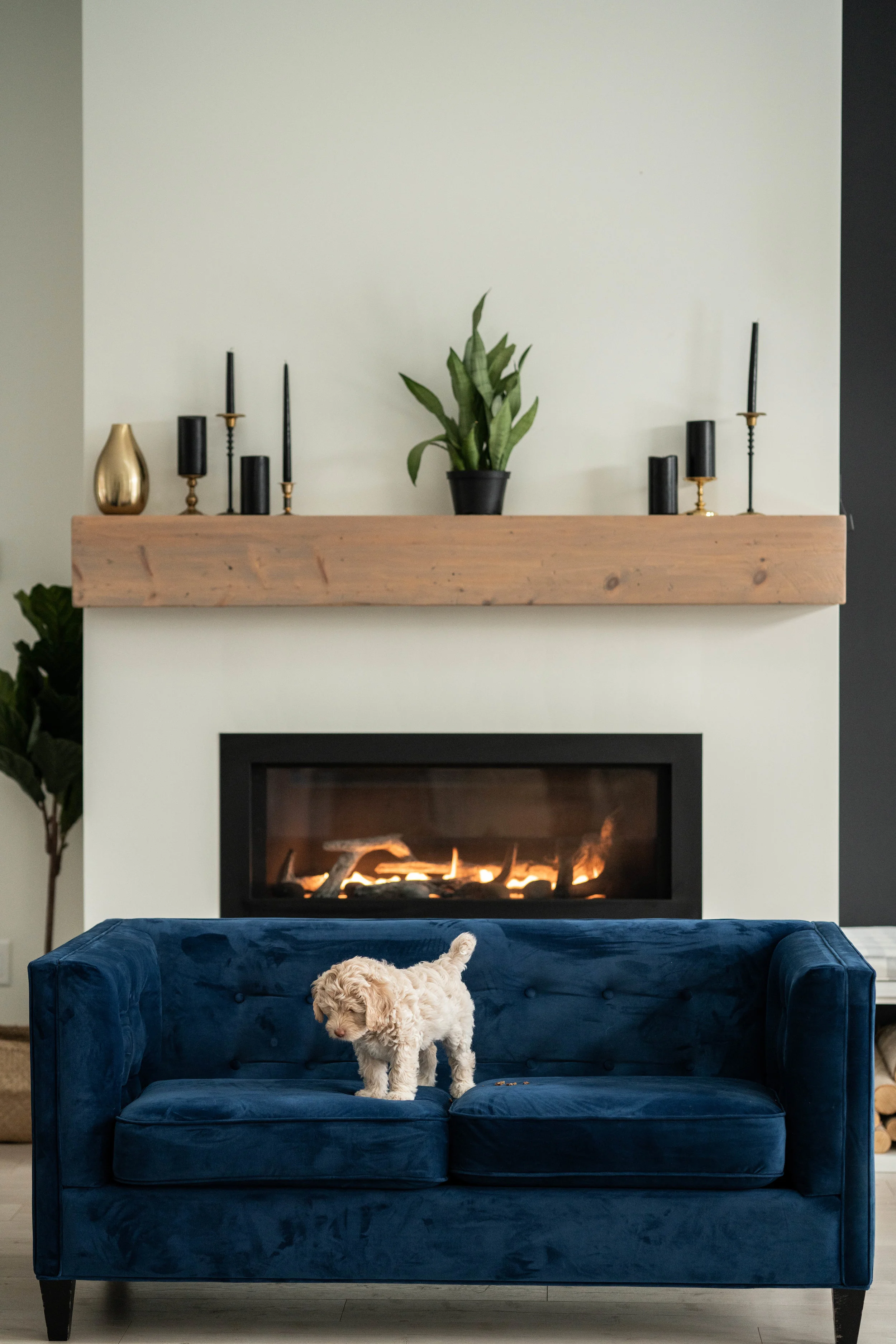 Labradoodles_NS.jpg