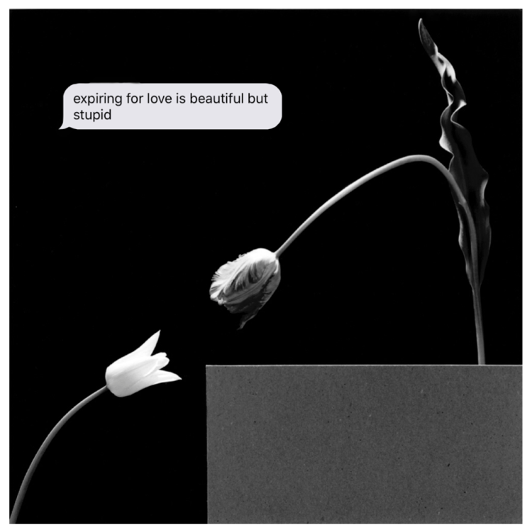 EXPIRING Mapplethorpe & text digital collage. 2018 1:1