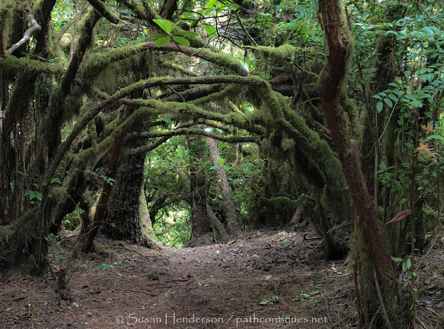 hobbit trail.jpg
