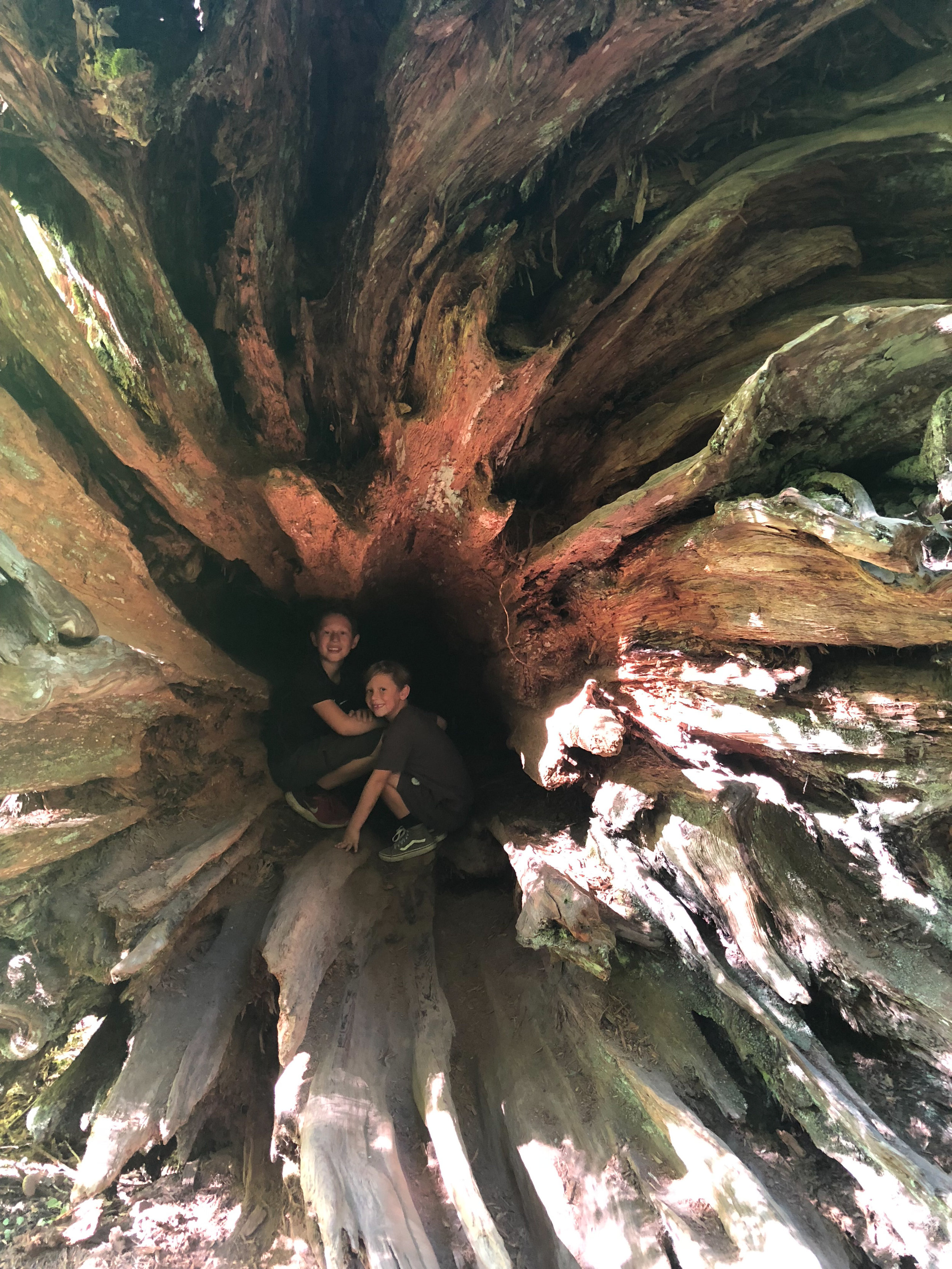Old Growth rootball