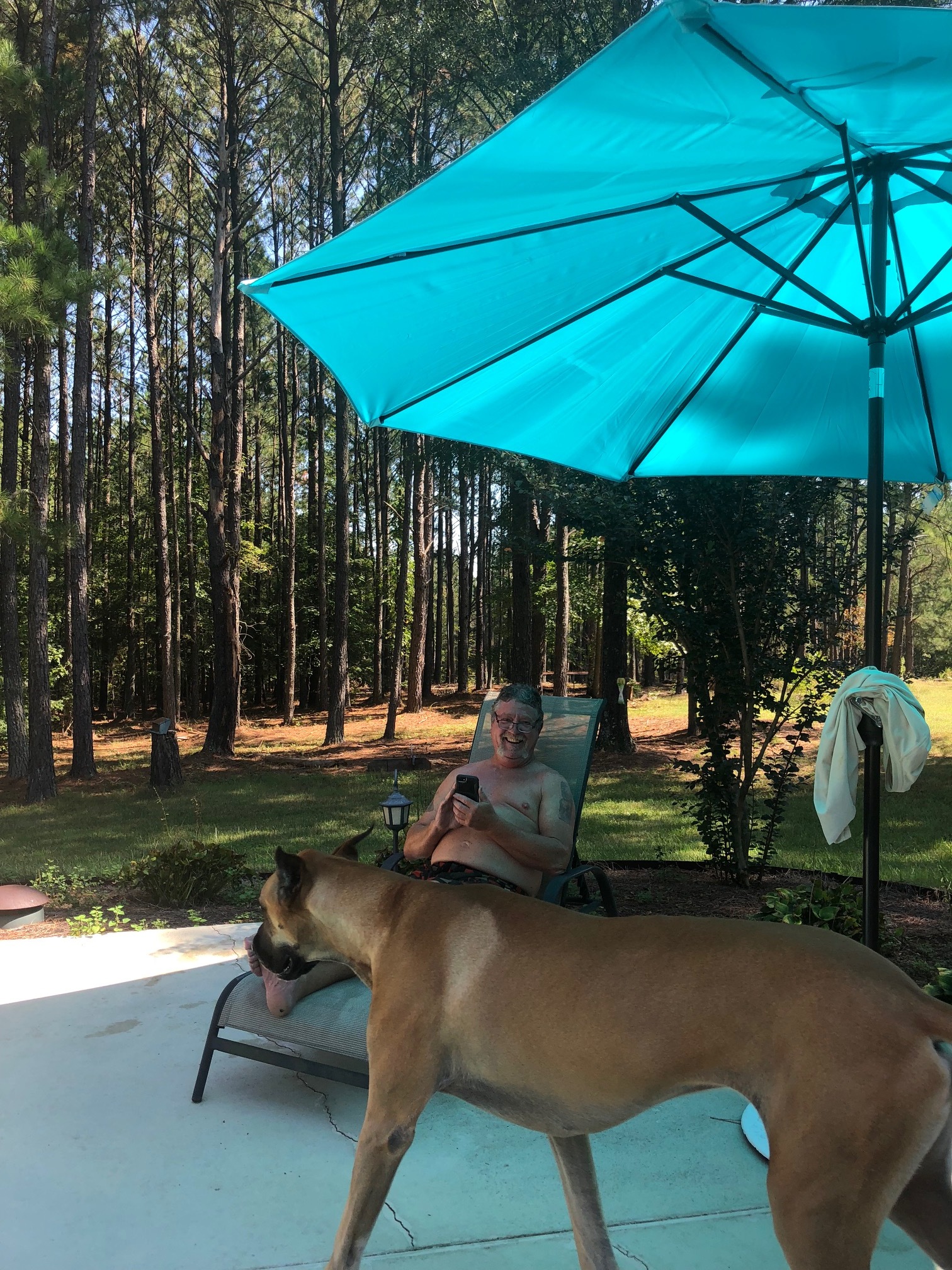  Two beautiful great danes, and three kitties….I am in animal bliss. 