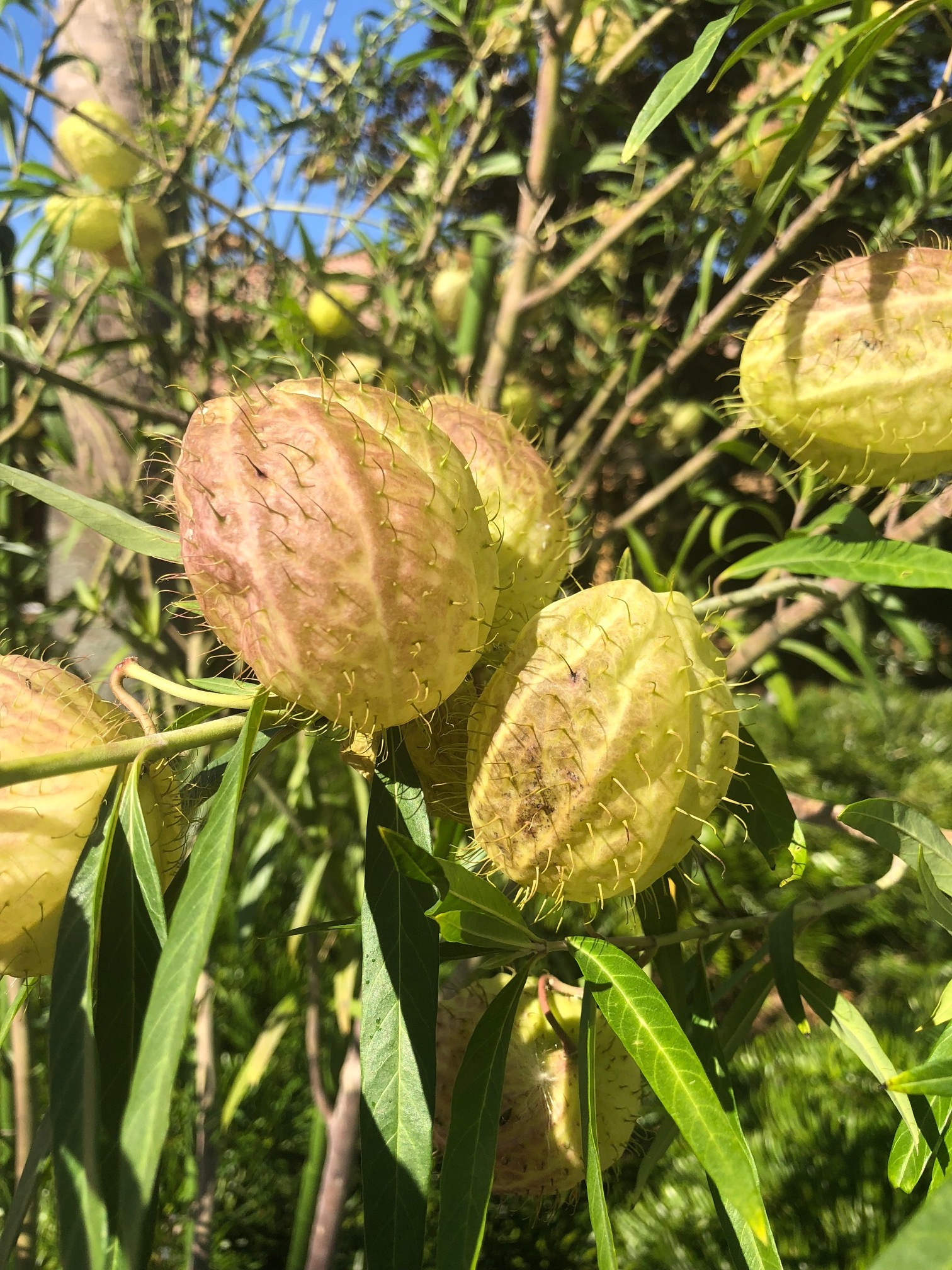 milkweed.jpg