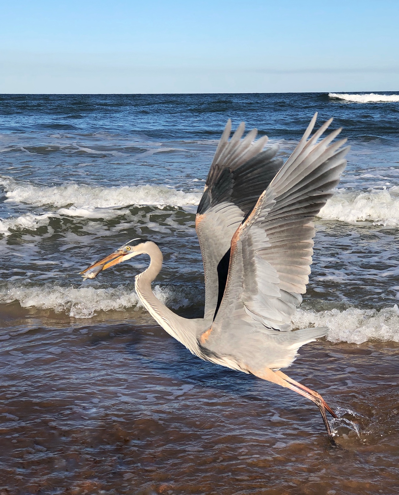 Great Blue Heron catching dinner