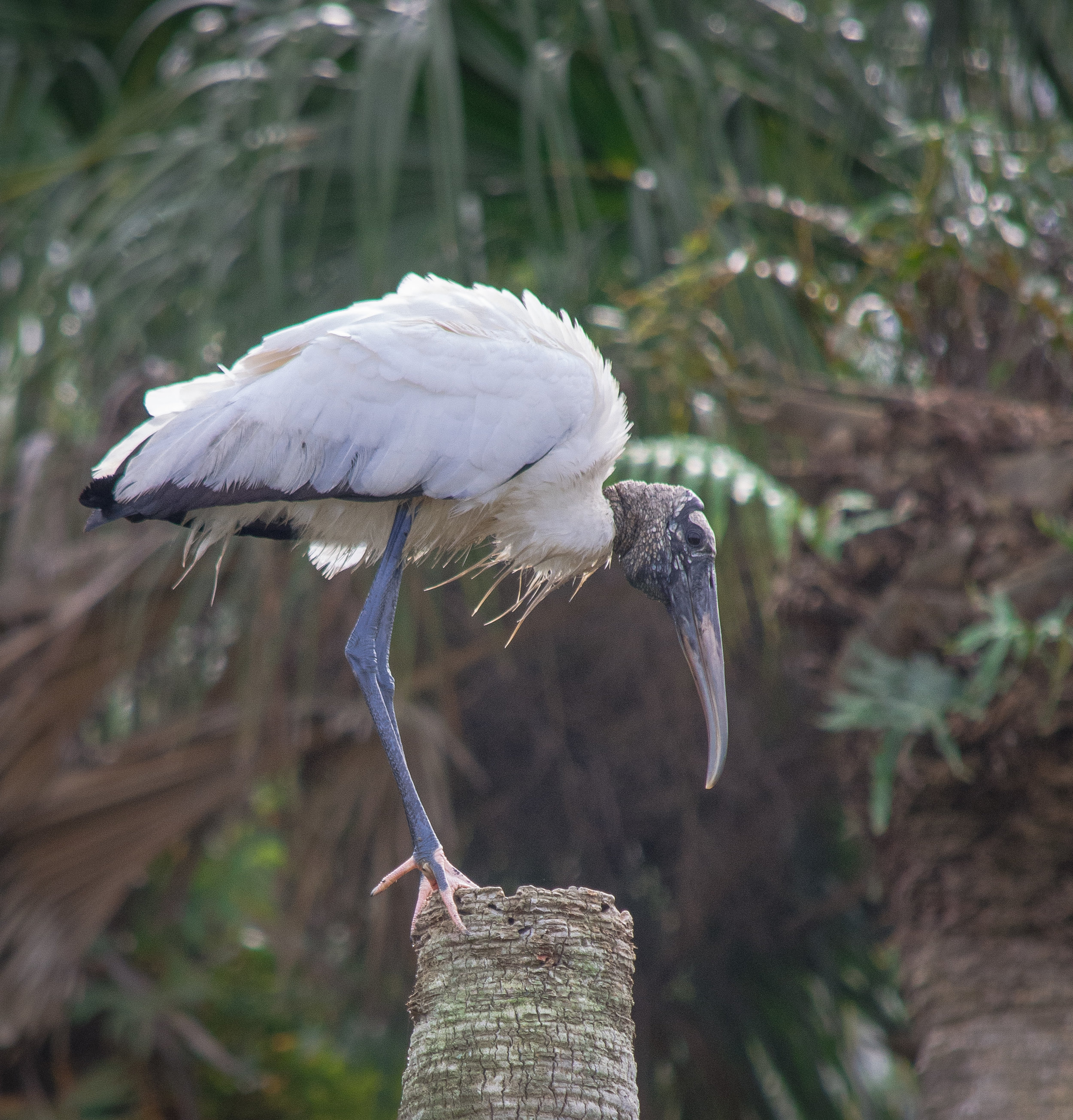 Wood Stork on perch