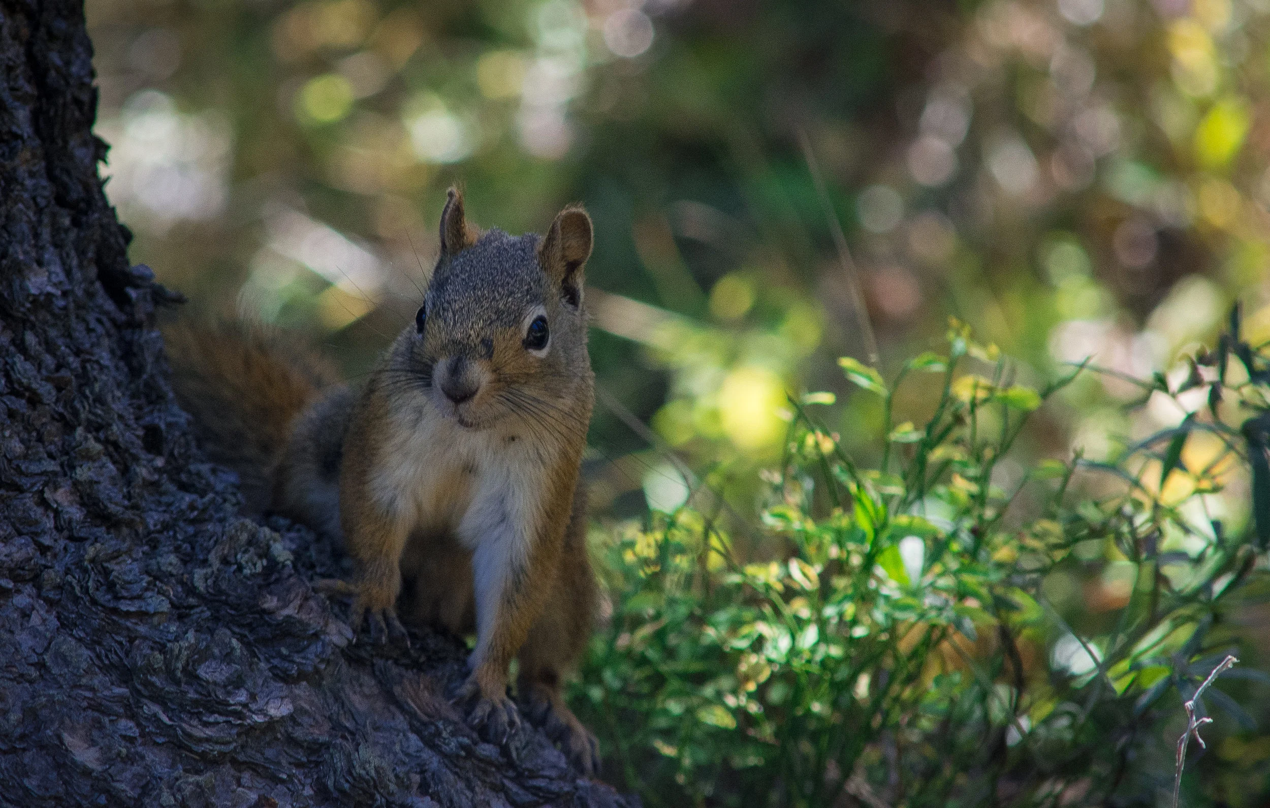 DSC_1136.jpg