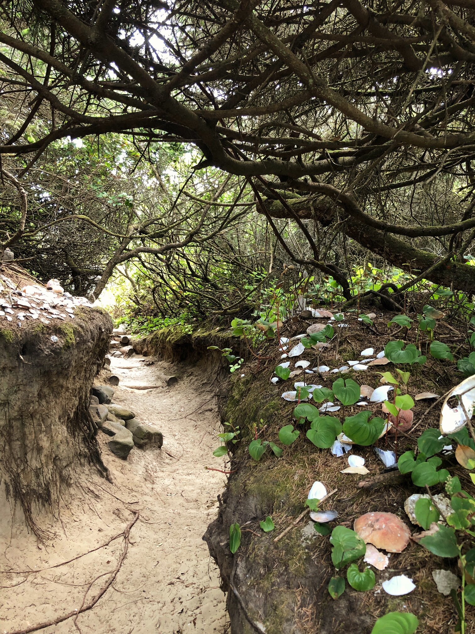 hobbit trail 2.jpg