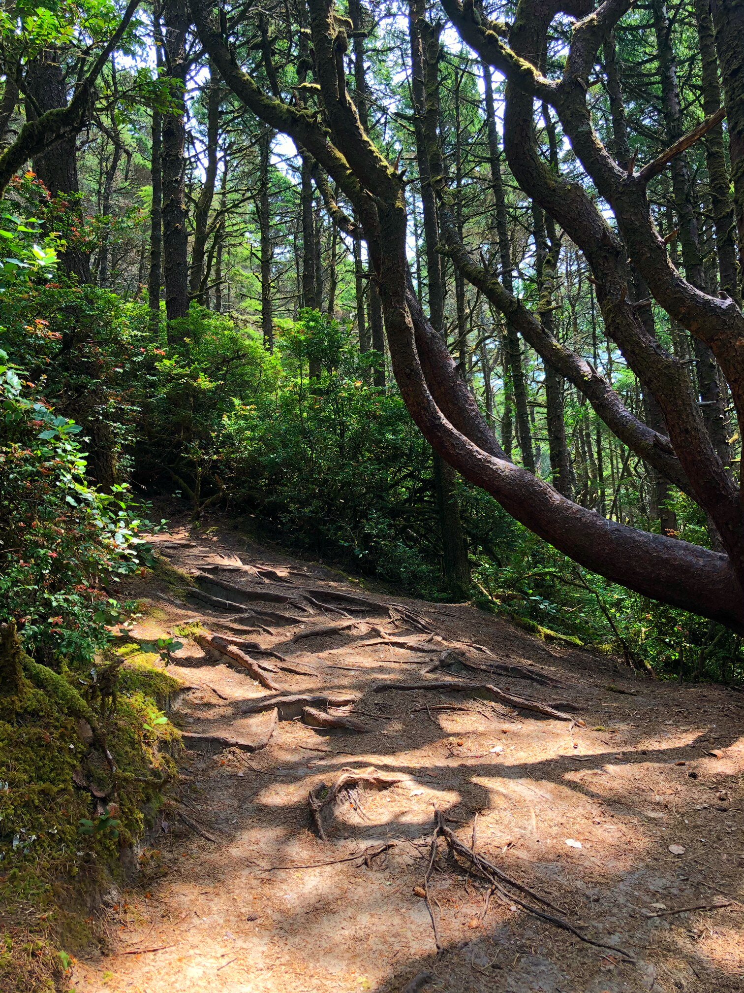 hobbit trail 3.jpg